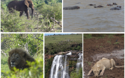 Voyage en Afrique du Sud – Le coup de cœur de Camille