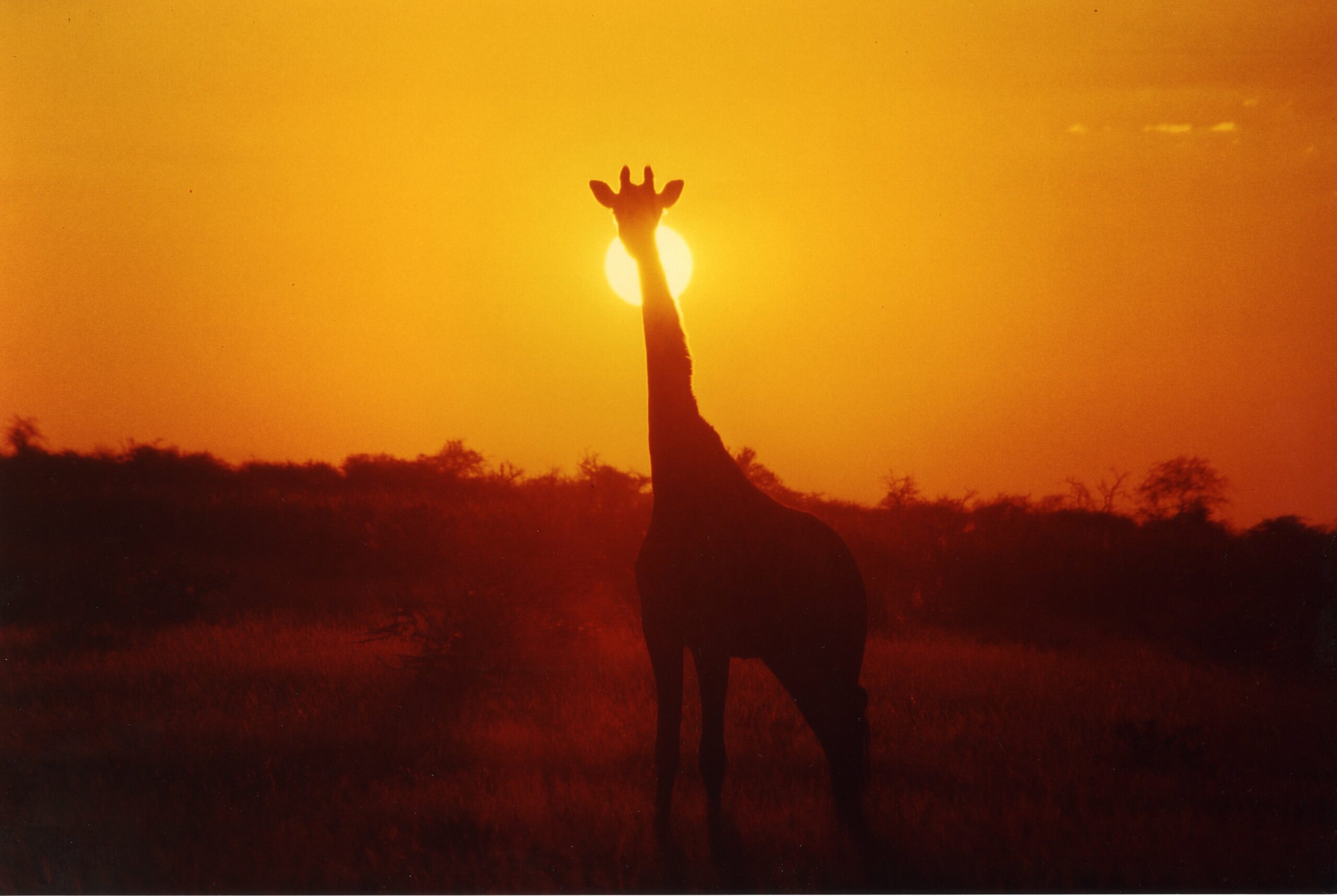 girafe et coucher de soleil en Namibie